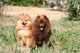SPITZ ALLEMAND 459